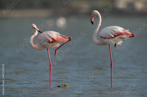 A pair of Greater Flamingos resting on one leg at Eker creek in the morning  Bahrain