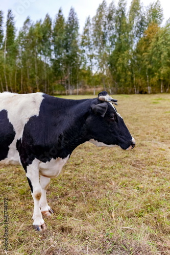 Black and white cow on a background of grass  birches and sky in summer