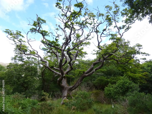 Strange tree with interesting branches