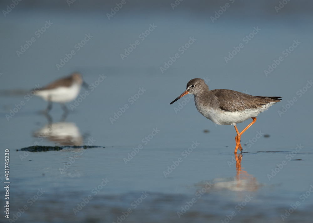 Common Redshank searching food at Eker creek, Bahrain Common Redshank searching food at Eker creek, Bahrain