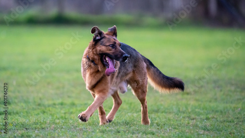 german shepherd puppy © LDC