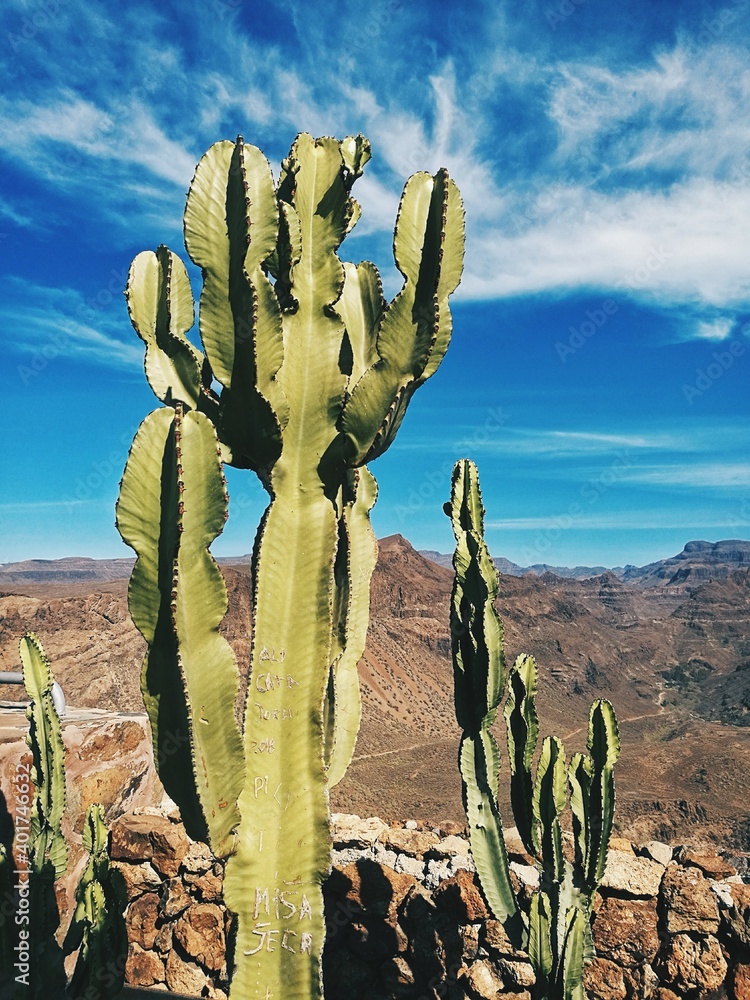 Cactus in Gran Canaria