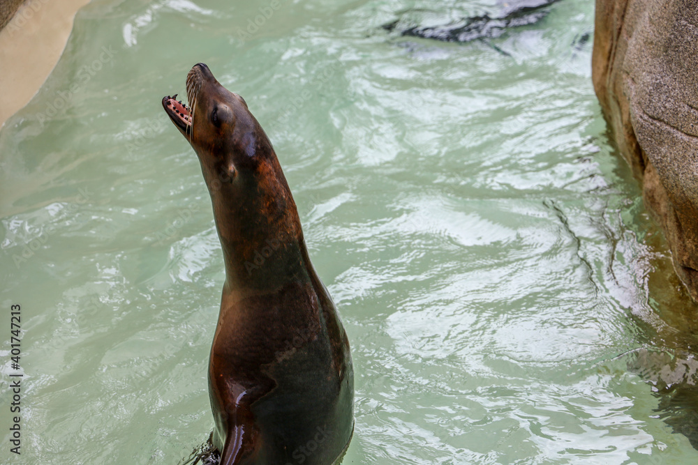 Naklejka premium Sea lion in the water (otariidae).