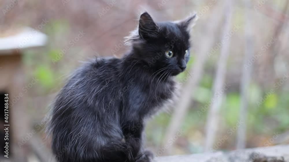 Cute scared black kitten with green eyes sits on a stone on the street, looks around Cute scared black kitten with green eyes sits on a stone on the street, looks around