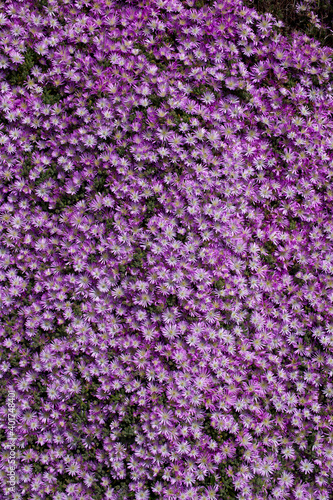 Purple Ice Plant  Delosperma sp  in a flower bed in Cornwall  England  UK.