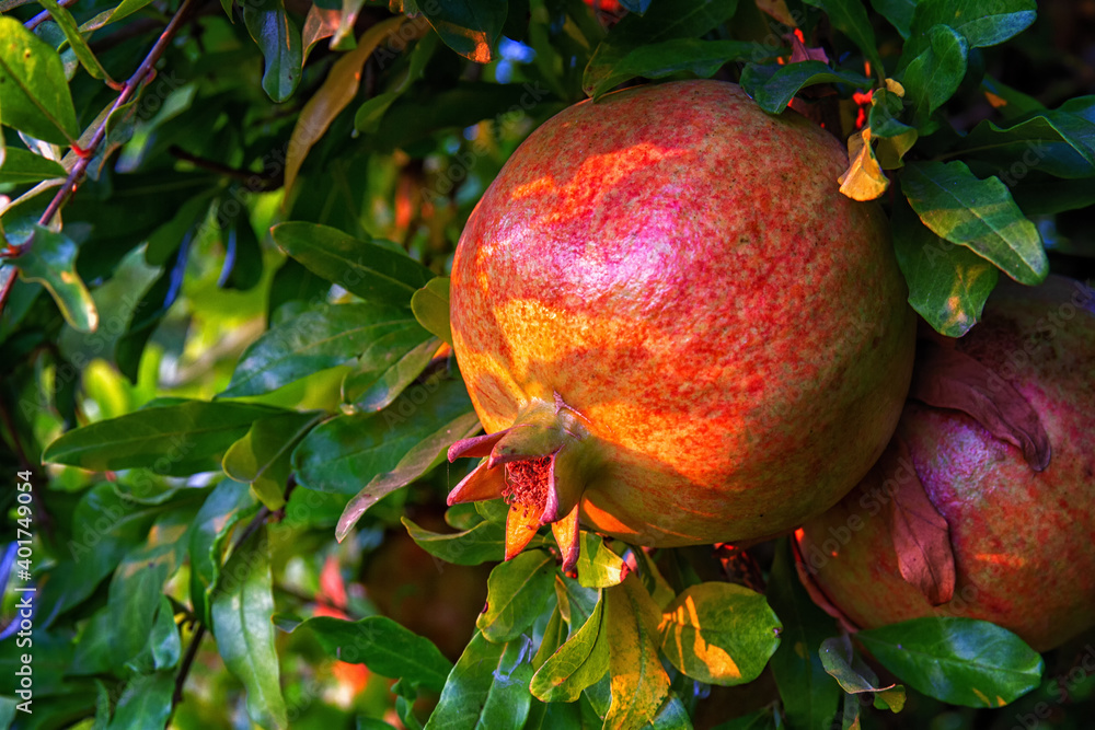 Ripe pomegranate fruits on a pomegranate tree Ripe pomegranate fruits on a pomegranate tree