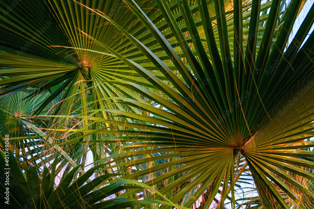 Fototapeta premium Palm leaves close up