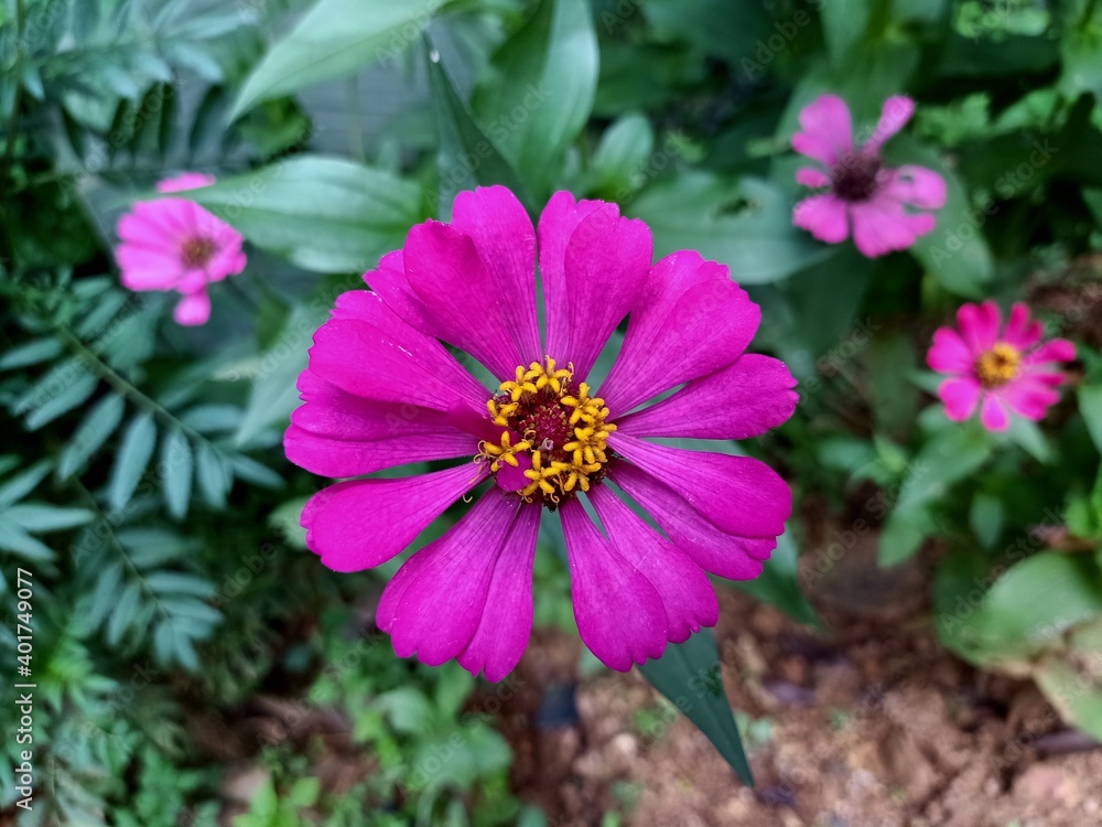 pink flower pink flower