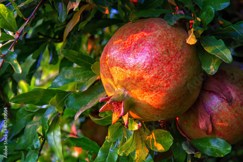 Ripe pomegranate fruits on a pomegranate tree