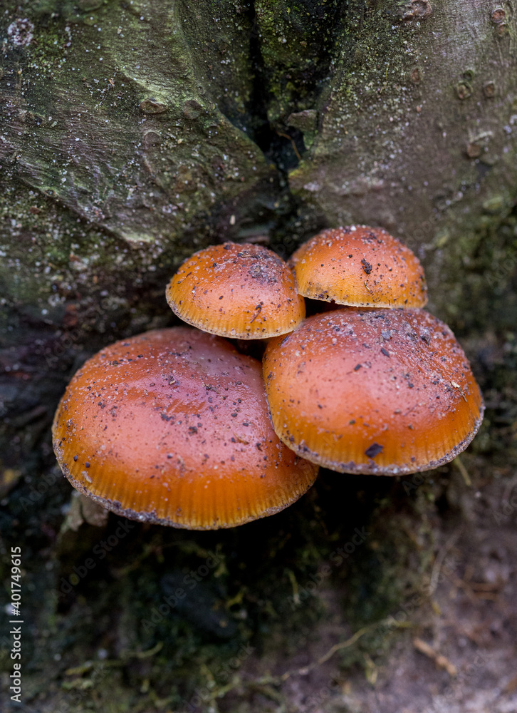 Bright brown mushroom on wood Bright brown mushroom on wood