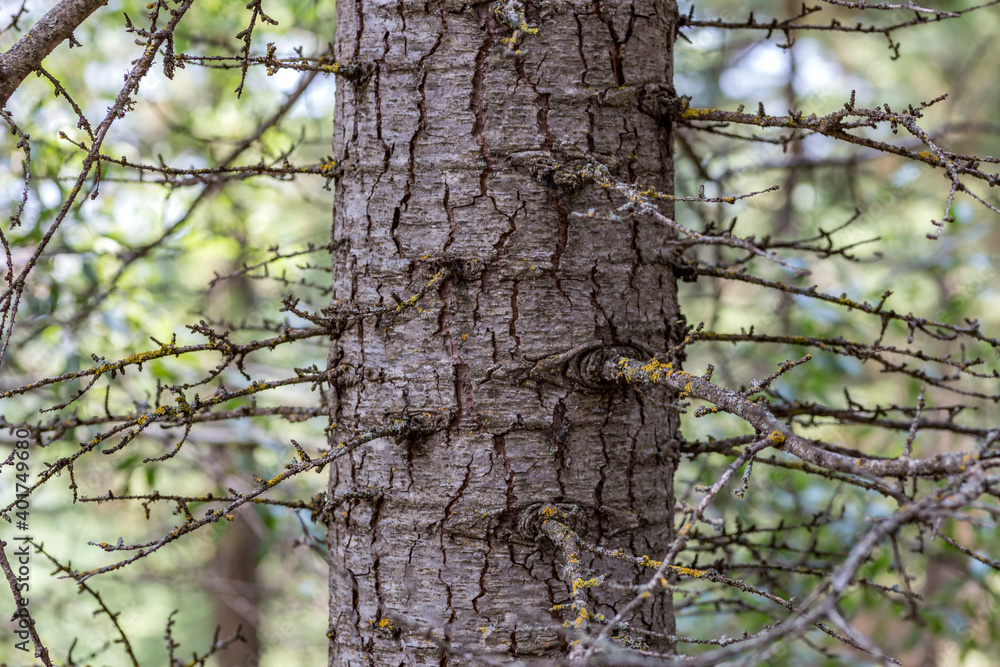 The old pine tree body in forest.