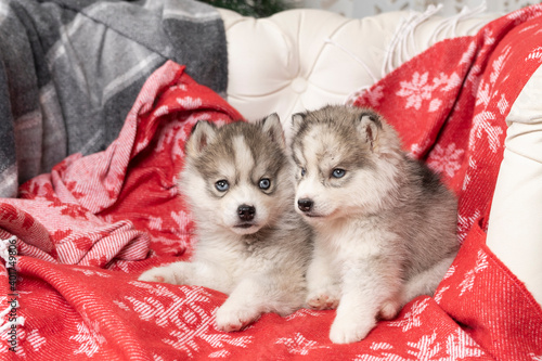 small husky puppies lie on a bright red blanket with snowflakes, copyspace