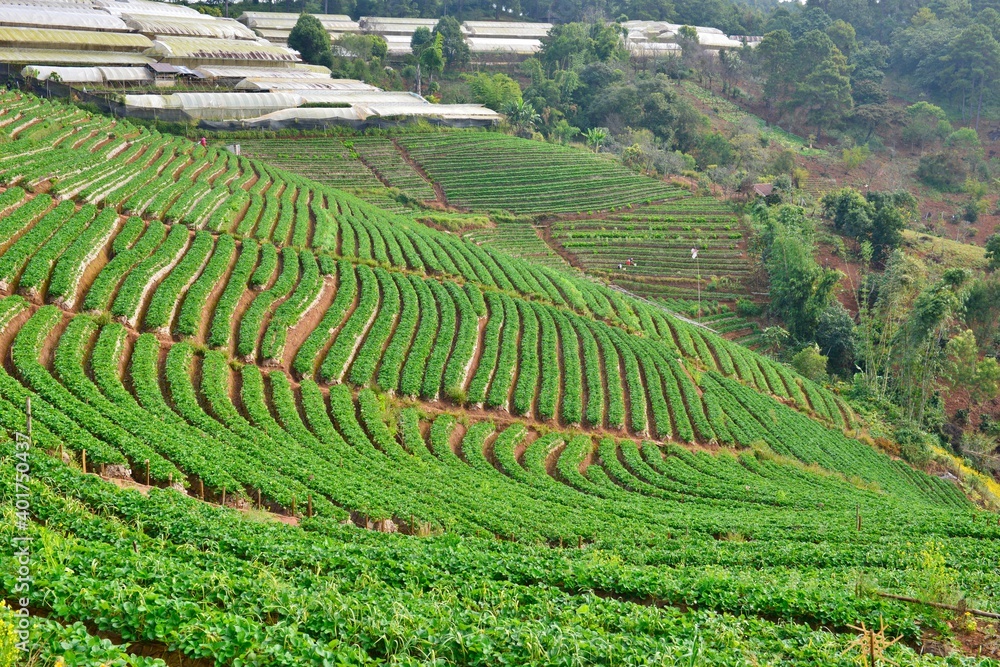 Organic Strawberry field at Doi Ang Khang, ChiangMai Thailand 