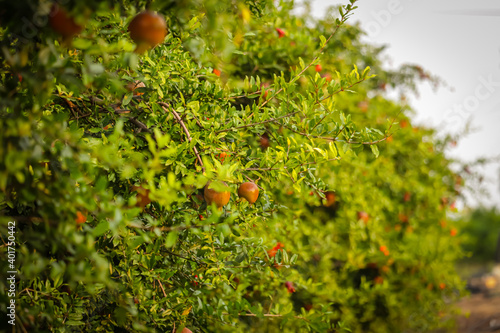 Pomegranates growing on tree Natural food concept Pomegranates fruits. Trees on the plantation Harvesting Red ripe pomegranate fruit on tree branch in the garden