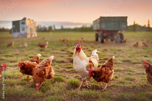 Photo happy free range organic chicken in the meadow