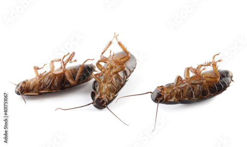 Three dead cockroaches on white background, banner design. Pest control