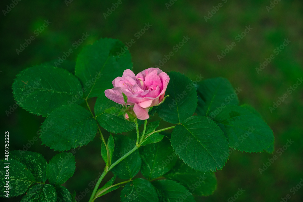 Pink rose with green leaves