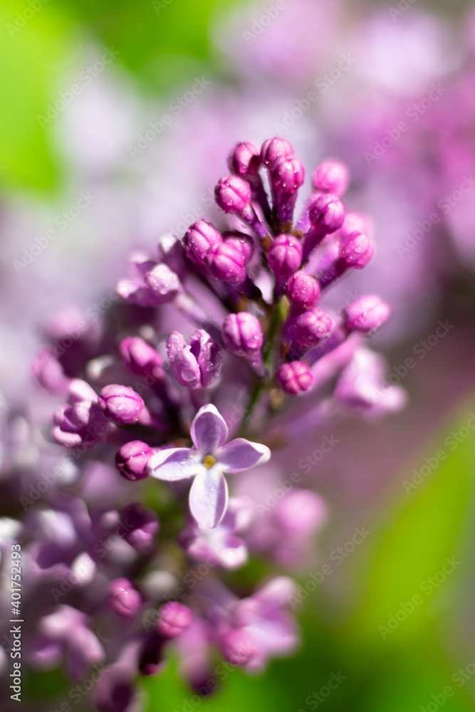 Vertical botanical photo of blooming lilac flowers and buds with waterdrops on petals Vertical botanical photo of blooming lilac flowers and buds with waterdrops on petals