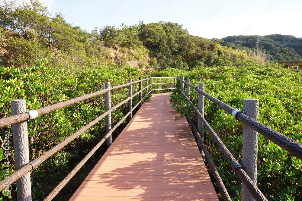 Lush green mangroves trail in tropical coastal swamp in Tanegashima island, Kagoshima, Japan - 鹿児島 種子島 マングローブパーク