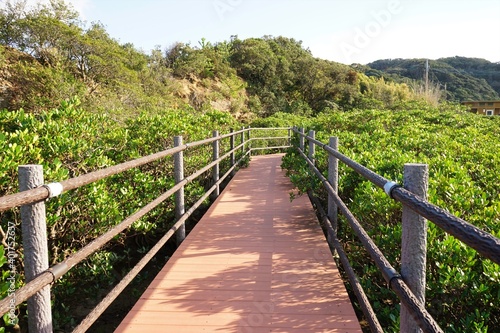 Lush green mangroves trail in tropical coastal swamp in Tanegashima island, Kagoshima, Japan - 鹿児島 種子島 マングローブパーク © Eric Akashi