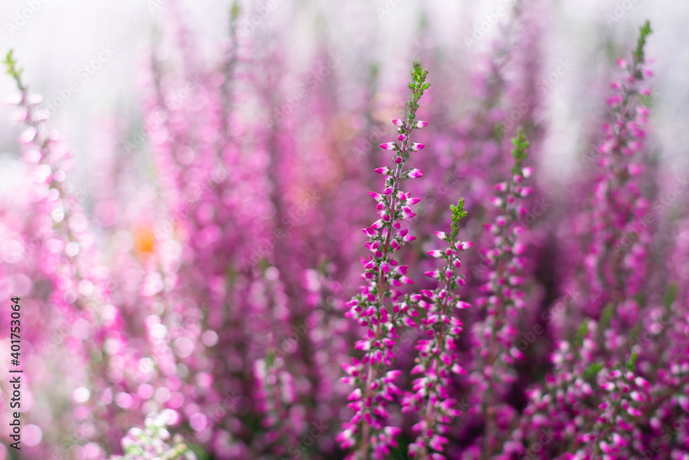 Naklejka premium Pastel toned blooming bright pink erica flowers with bokeh effect. Blossoming flowers heather bush