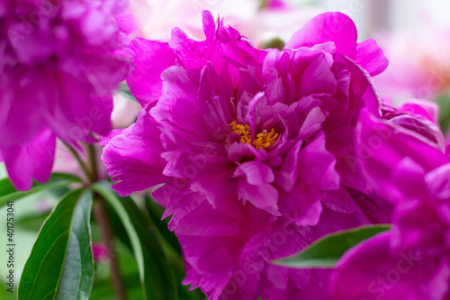Magenta colored peony flowers with green leaves