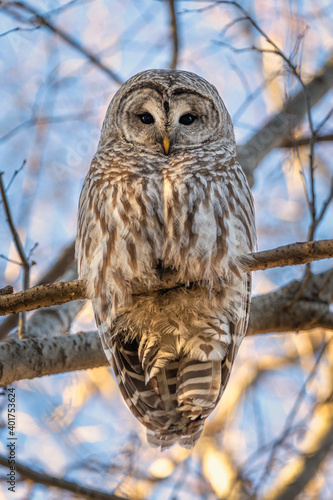 Barred Owl in the Trees During Winter in Oregon