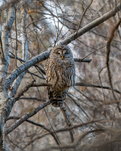 Barred Owl in the Trees During Winter in Oregon