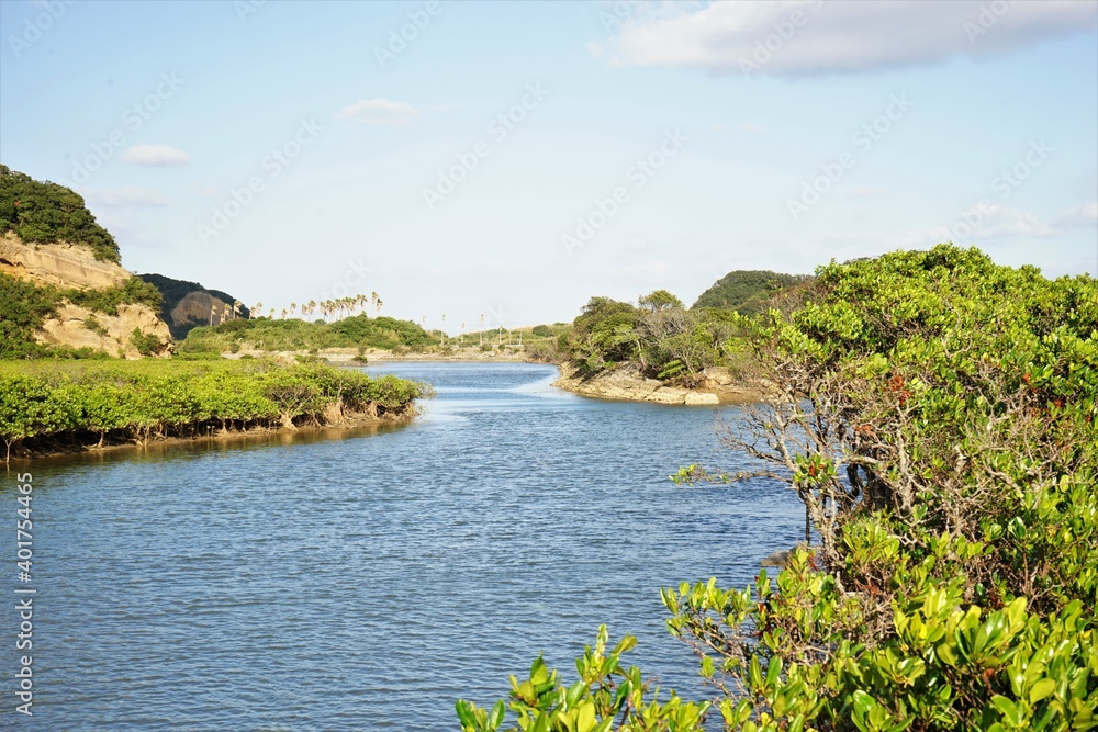 Lush green mangroves with river in tropical coastal swamp in Tanegashima island, Kagoshima, Japan - 鹿児島 種子島 マングローブパーク