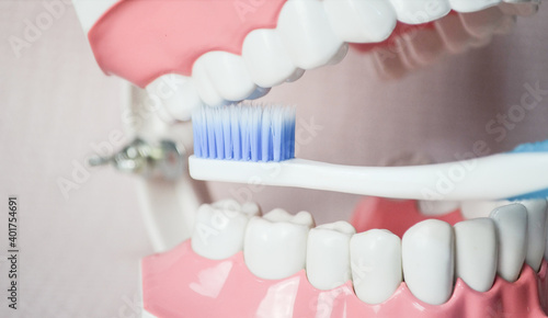 Blue toothbrush brushing upper molar teeth on teeth model.Dental care demonstration.