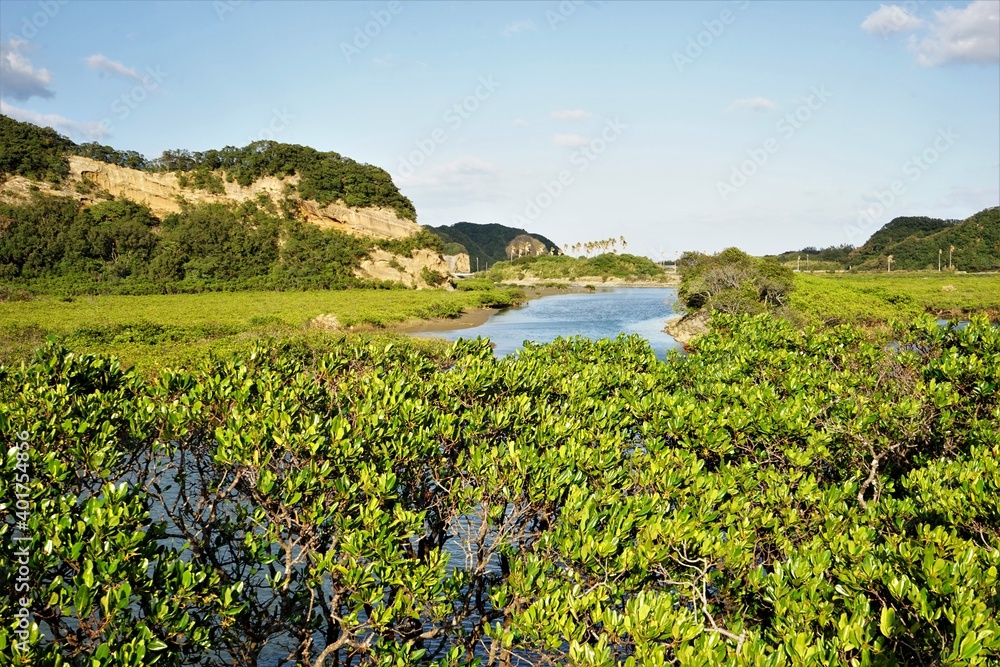 Lush green mangroves in tropical coastal swamp in Tanegashima island, Kagoshima, Japan - 鹿児島 種子島 マングローブパーク