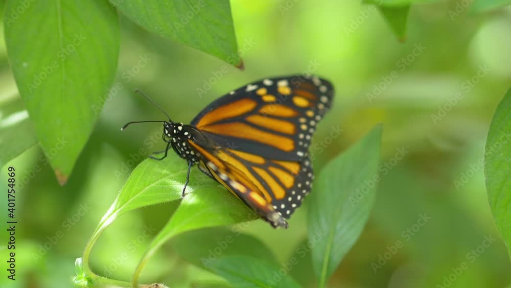 Butterfly on the leaf in slow motion 180fps
Butterfly on the leaf in slow motion 180fps