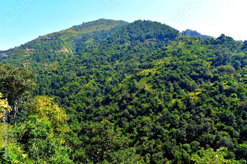 Beautiful landscape with trees in mountains in Himachal Pradesh India