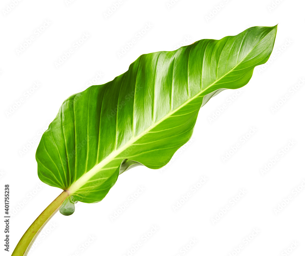 Philodendron leaf (Philodendron melinonii), Large green foliage ...