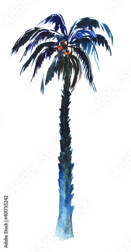 Watercolor dark image of single coconut palm isolated on white background. High tropical tree of dark blue color with thick wide leaves and ripe fruit. Hand drawn botanical illustration