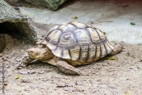 The African spurred tortoise (Centrochelys sulcata) is a species of tortoise, which inhabits the southern edge of the Sahara desert in Africa. It is the third-largest species of tortoise in the world.