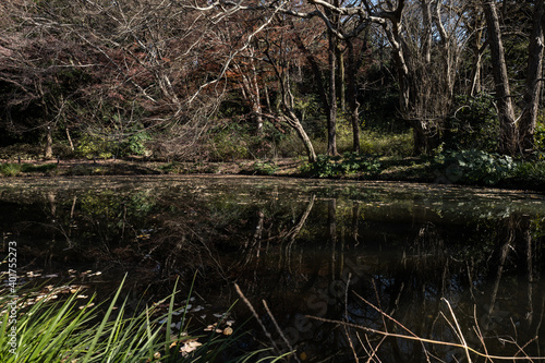 冬枯れの木立と池