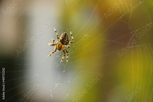 Close up of a false widow spinning an intricate web