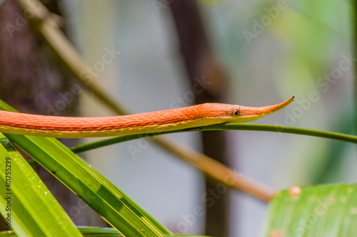 Madagascar leaf-nosed snake (Langaha madagascariensis) is a medium-sized highly cryptic arboreal species. It is endemic to Madagascar and found in deciduous dry forests and rain forests. photo