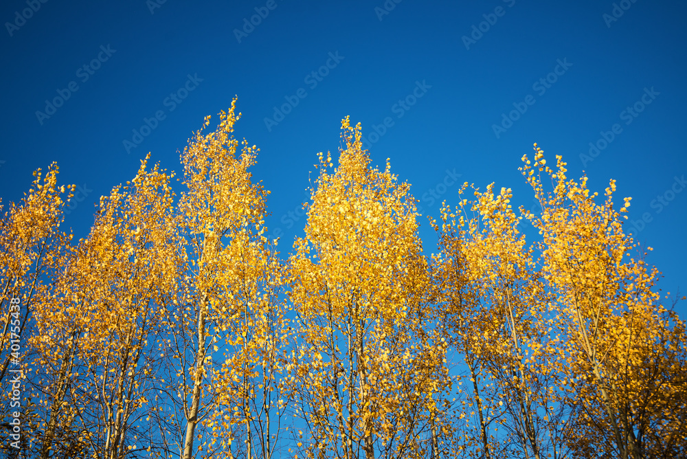 Autumn trees with yellow leafs on the blue sky background