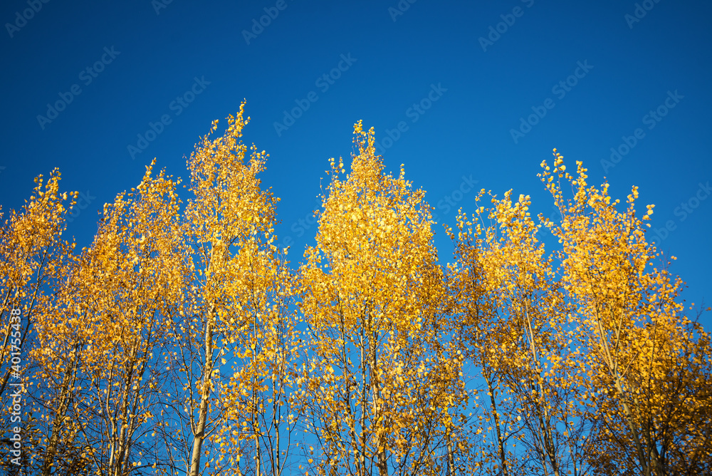 Autumn trees with yellow leafs on the blue sky background Autumn trees with yellow leafs on the blue sky background