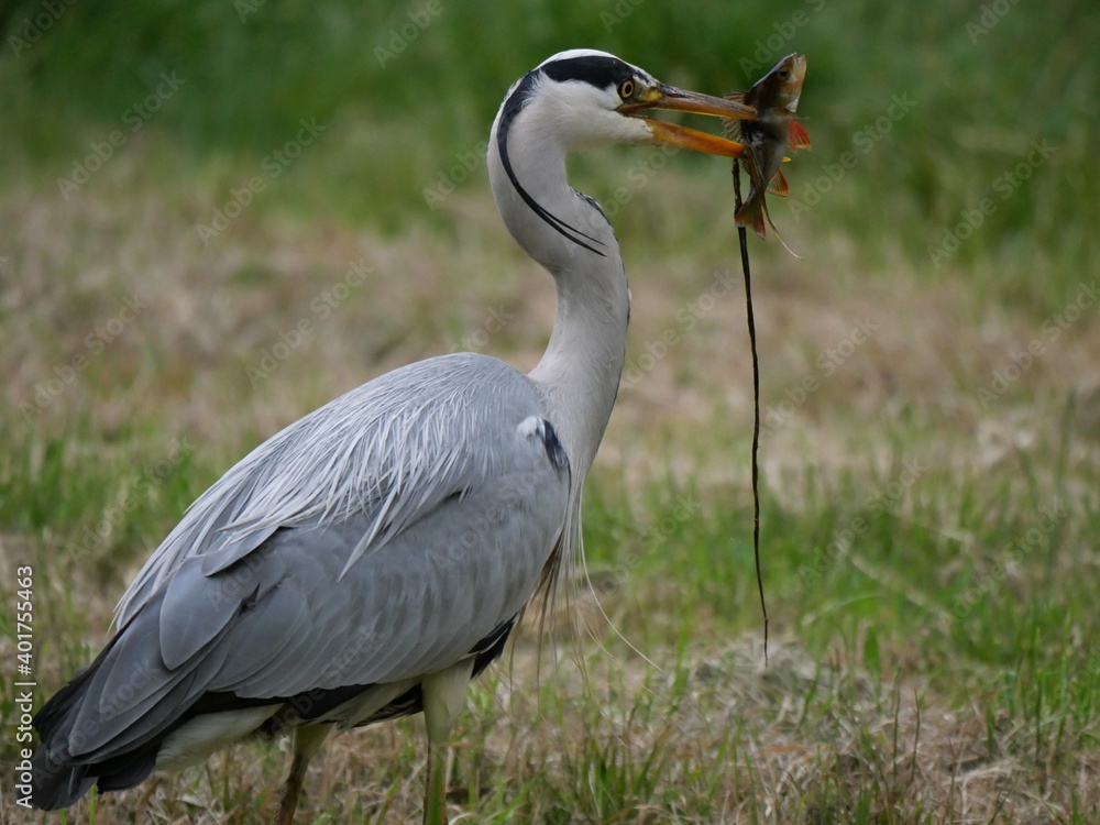 blue heron catching fish blue heron catching fish