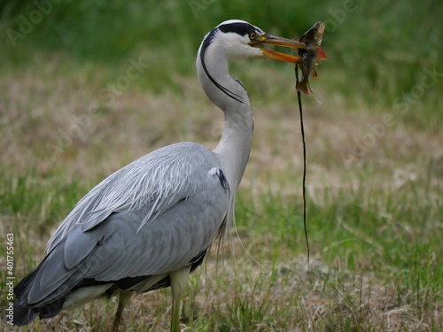 blue heron catching fish © Stobbe