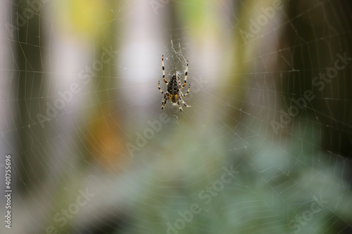 Close up of a false widow spinning an intricate web