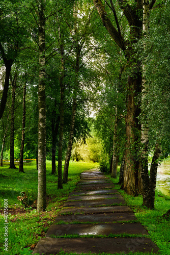 Summer landscape with green trees.