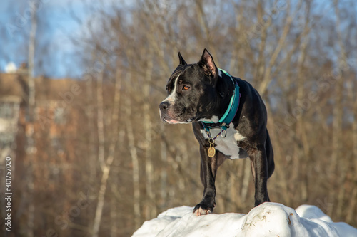 Beautiful and cute dog in the snow. Black and white American Staffordshire Terrier in winter.