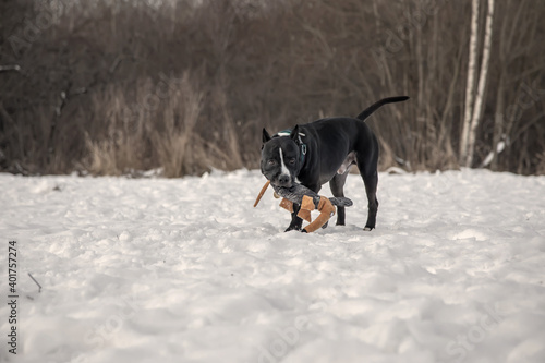 Black and white dog plays with a toy in the snow. American Staffordshire Terrier.