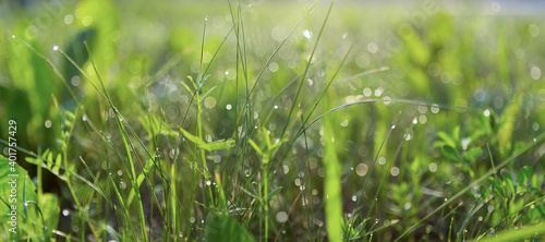 Green grass morning spring or summer meadow background