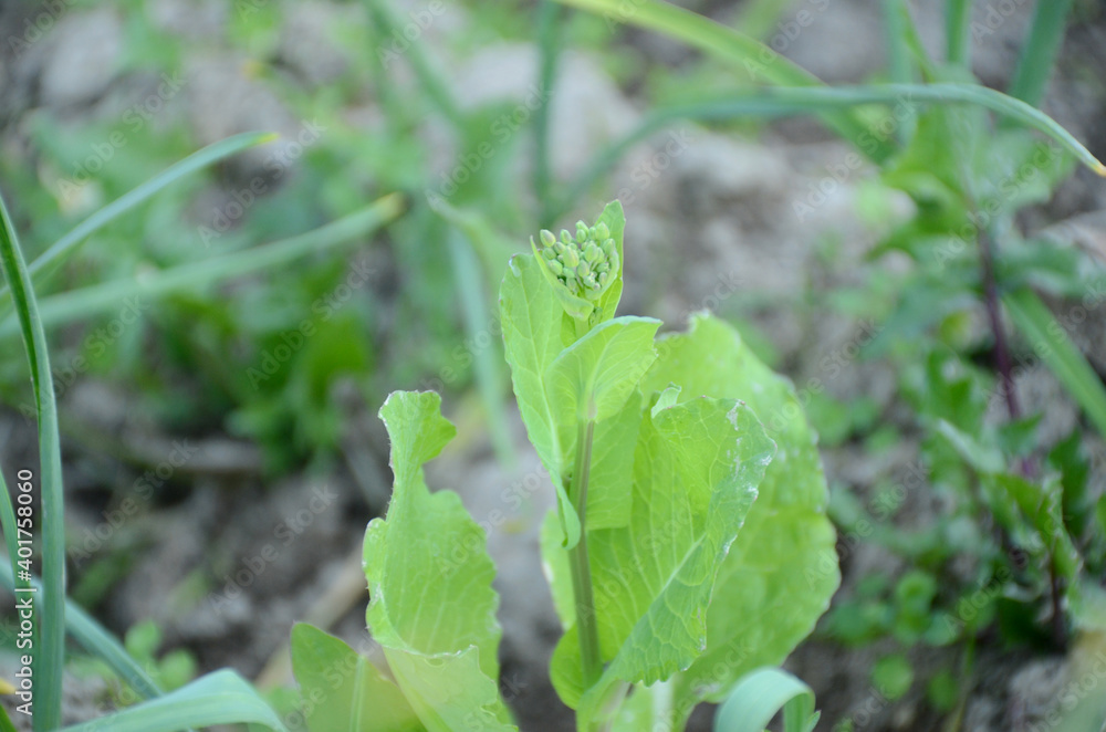 Fototapeta premium the small ripe green mustered plant in the farm.