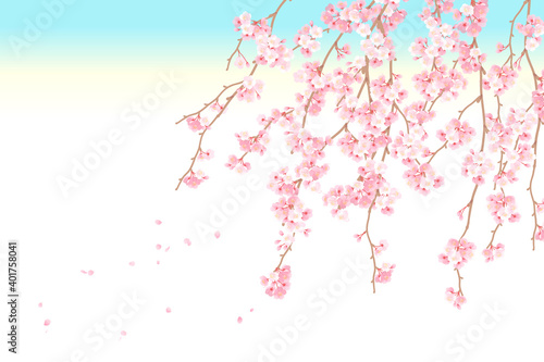 枝垂れ桜の背景ベクターイラスト